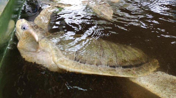 Konservasi Penyu untuk Pemberdayaan Masyarakat Desa