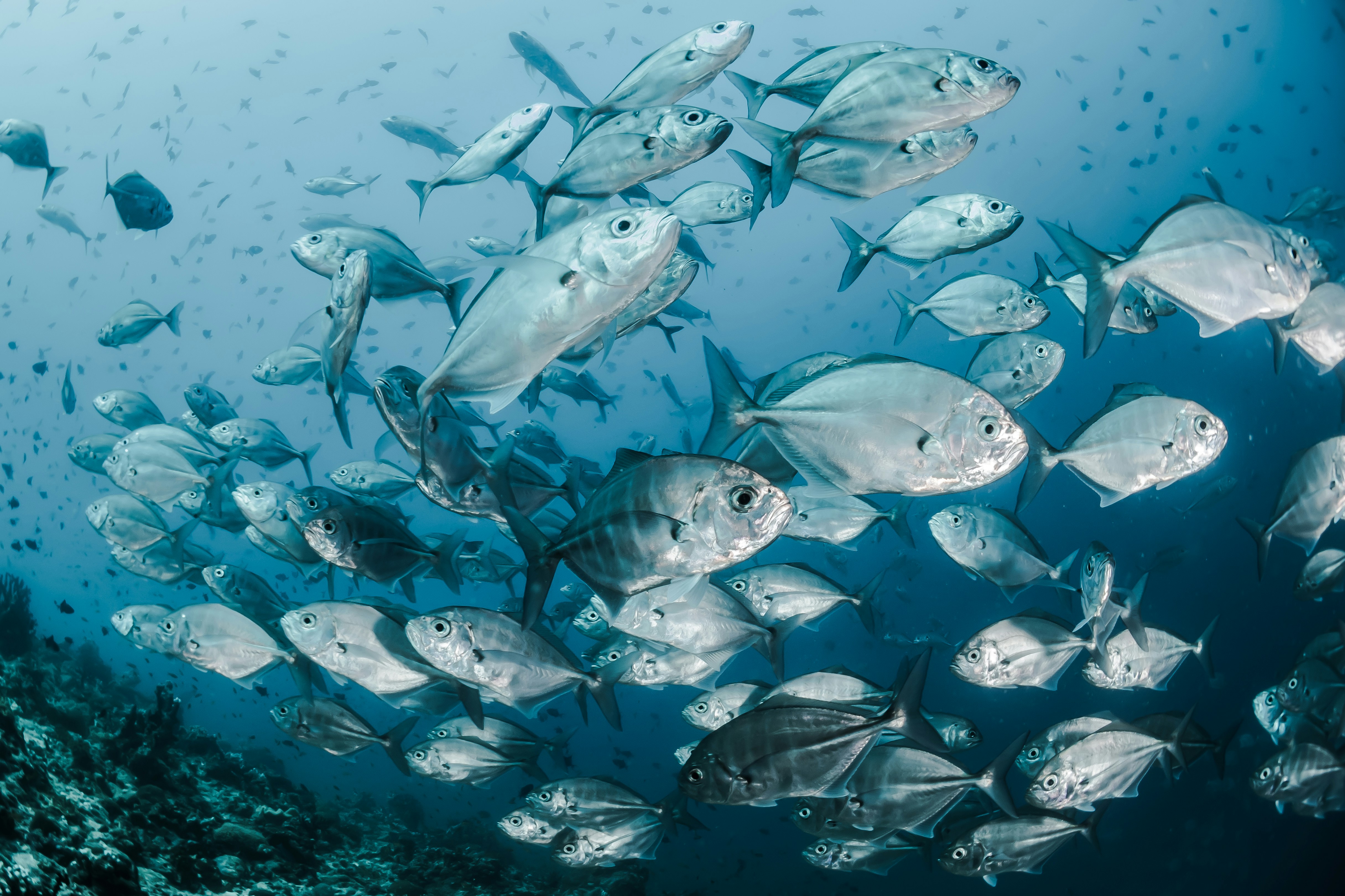 Konsumsi Ikan Hasil Pengeboman Bisa Sebabkan Kanker