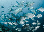 Konsumsi Ikan Hasil Pengeboman Bisa Sebabkan Kanker