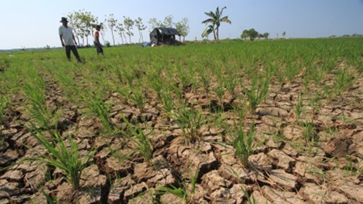 Petani Siak Kekurangan Air Jelang Musim Tanam