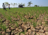 Petani Siak Kekurangan Air Jelang Musim Tanam