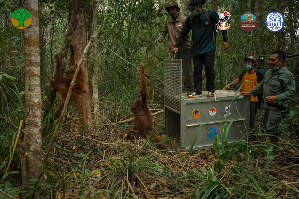 Asap Pekat Persulit Proses Evakuasi Satwa Liar di Kawasan Karhutla di Kalimantan