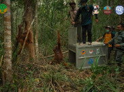 Asap Pekat Persulit Proses Evakuasi Satwa Liar di Kawasan Karhutla di Kalimantan