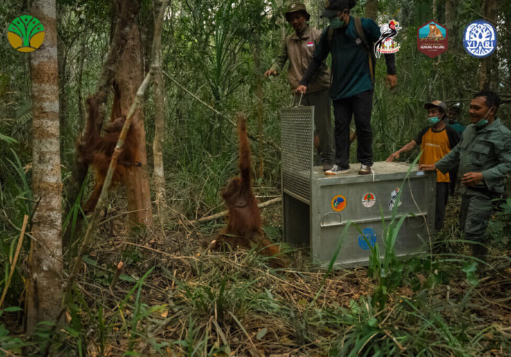 Asap Pekat Persulit Proses Evakuasi Satwa Liar di Kawasan Karhutla di Kalimantan