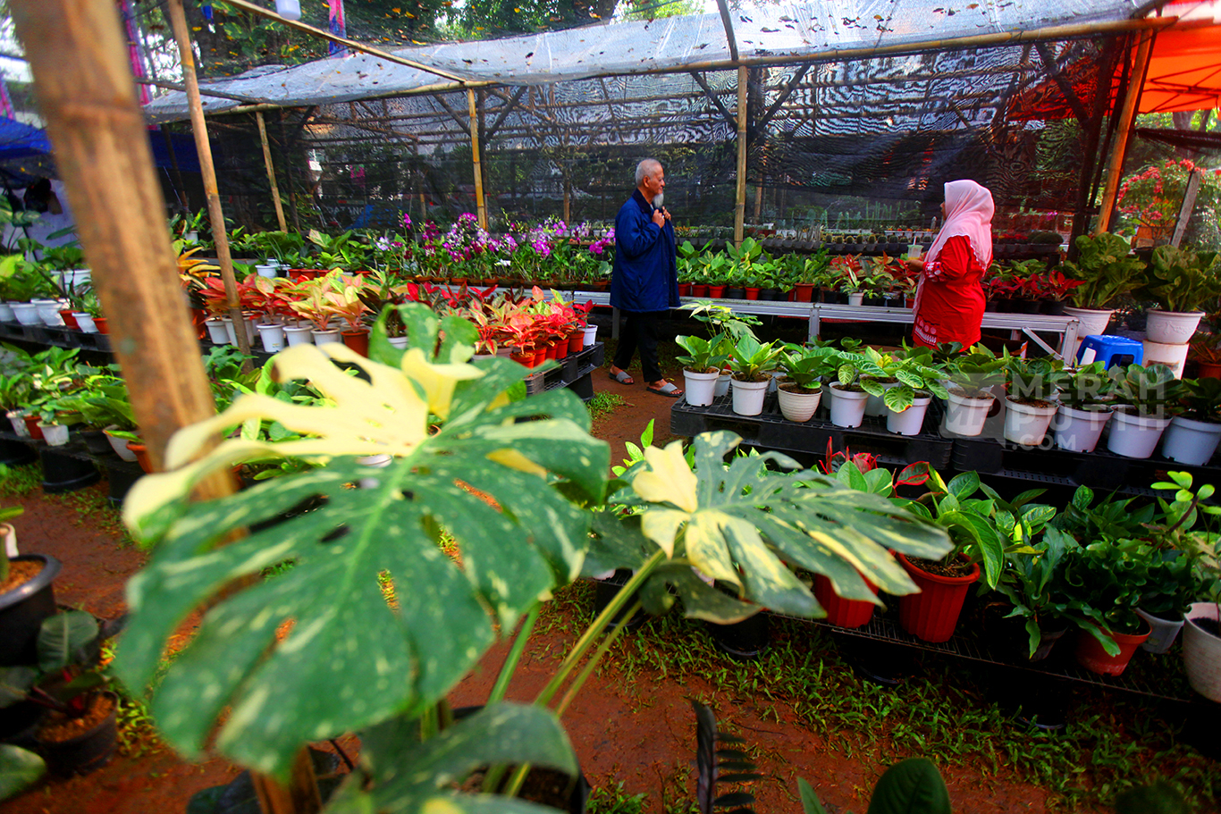 Warga Jakarta Berburu Tanaman Hias dalam Pameran Flona 2025 di Lapangan Banteng
