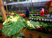 Warga Jakarta Berburu Tanaman Hias dalam Pameran Flona 2025 di Lapangan Banteng