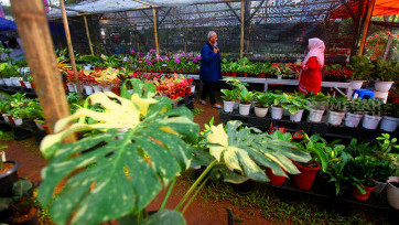 Warga Jakarta Berburu Tanaman Hias dalam Pameran Flona 2025 di Lapangan Banteng