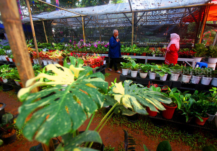 Warga Jakarta Berburu Tanaman Hias dalam Pameran Flona 2025 di Lapangan Banteng