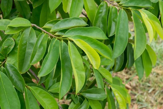 Daun Sirsak
