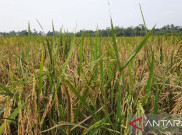 Dapat Pagu Anggaran Rp 40 Triliun, Mentan Teruskan Program Cetak Sawah Buat Swasembada Pangan