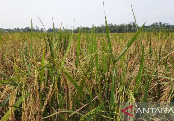 Dapat Pagu Anggaran Rp 40 Triliun, Mentan Teruskan Program Cetak Sawah Buat Swasembada Pangan