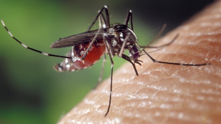 Bukan Cuma Pagi, Nyamuk Aedes Aegypti Juga Menyerang di Sore Hari
