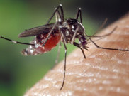 Bukan Cuma Pagi, Nyamuk Aedes Aegypti Juga Menyerang di Sore Hari