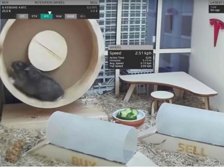 Hamster Bintang Trading Cryptocurrency Mati