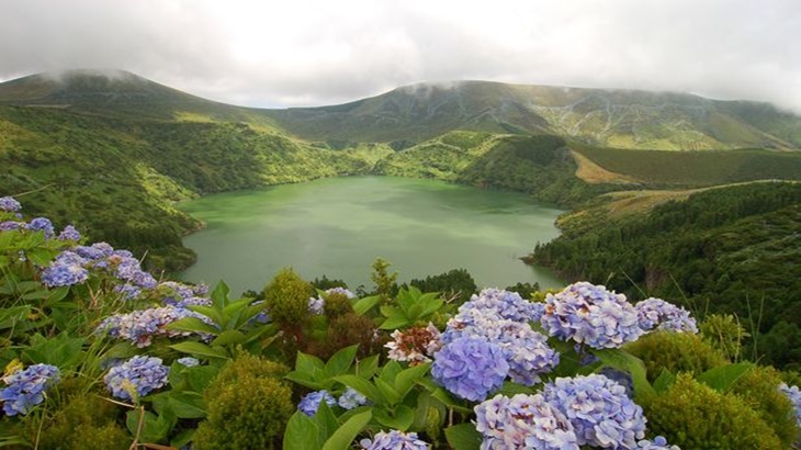 Pulau Kecil di Tengah Atlantik Ini Memiliki Hydrangea Terindah Dunia