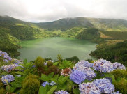 Pulau Kecil di Tengah Atlantik Ini Memiliki Hydrangea Terindah Dunia