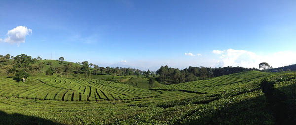 tea valley, bandung