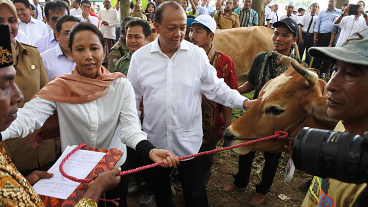 Timor Tengah Utara Alokasikan 11.000 Ekor Sapi ke Jakarta