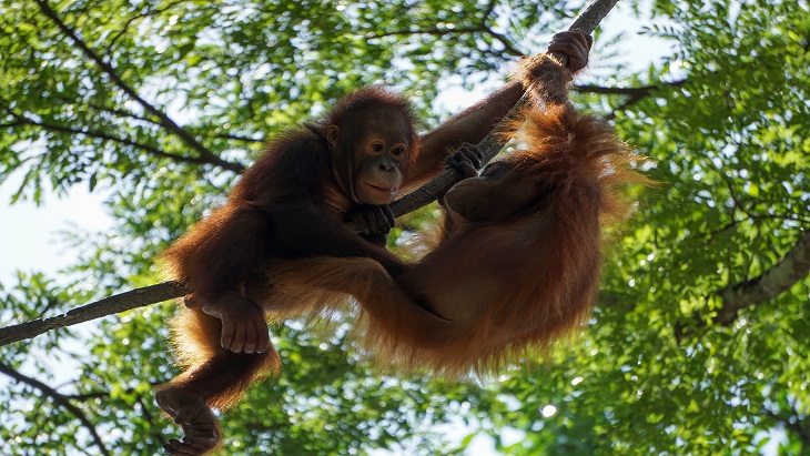 Hari Orangutan Sedunia, Bersatu Selamatkan Masa Depan Orang Utan