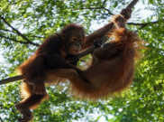 Hari Orangutan Sedunia, Bersatu Selamatkan Masa Depan Orang Utan