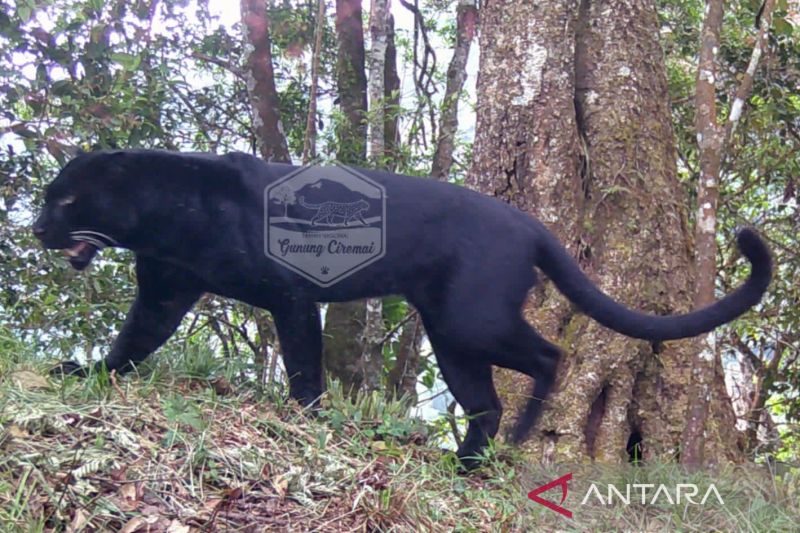 Tiga Macan Tutul Terlihat di Kawasan Gunung Ciremai