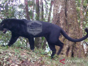 Tiga Macan Tutul Terlihat di Kawasan Gunung Ciremai
