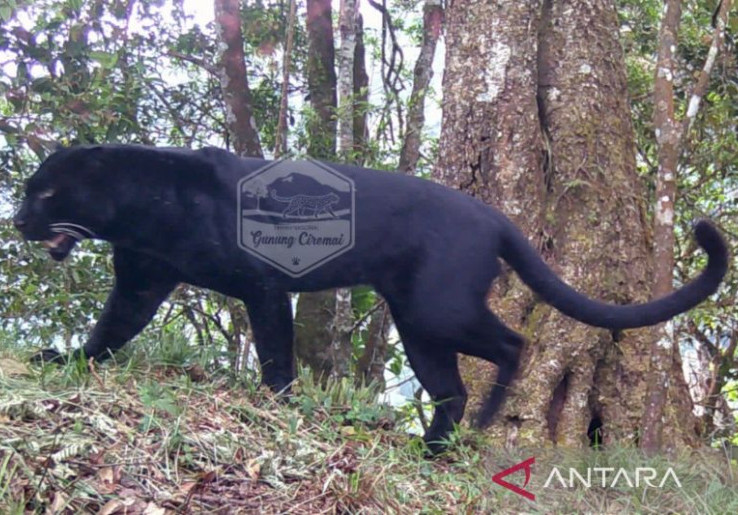 Tiga Macan Tutul Terlihat di Kawasan Gunung Ciremai