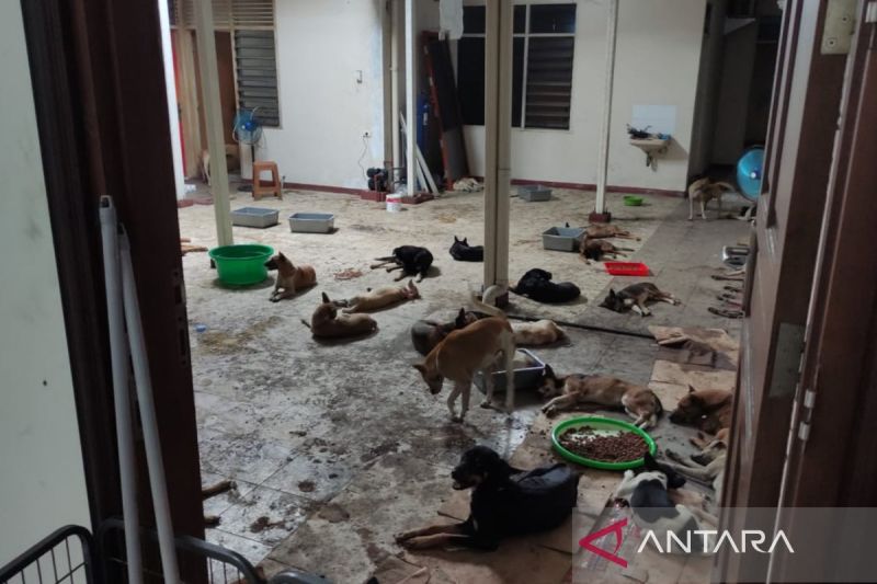 Gibran Bakal Bikin Pedoman Warung Makan Solo Jualan Daging Anjing