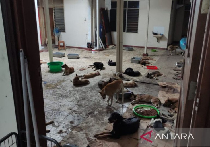 Kini Konsumsi Daging Anjing & Kucing di Jakarta Ilegal, Pramono Siap Terbitkan Pergub