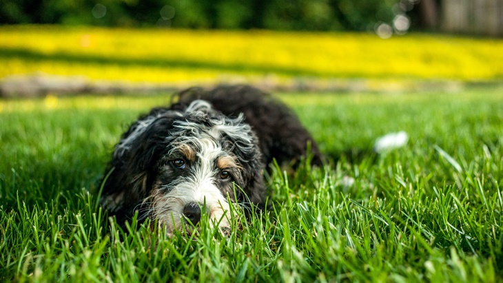 Heboh Anjing di Bekasi Mau Ditombak dan Pemilik Diancam Dibunuh