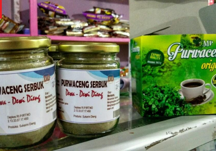 Purwaceng, Oleh-Oleh Khas Dieng yang Berkhasiat
