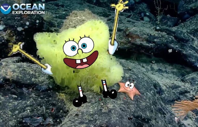 SpongeBob dan Patrick Asli Ditemukan di Samudra Atlantik