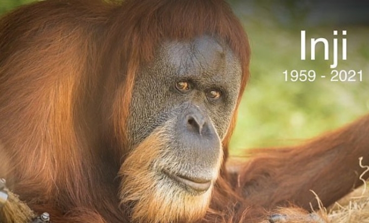Inji datang ke Oregon Zoo melalui perdagangan hewan liar yang saat itu masih legal. (Foto: Oregon Zoo)
