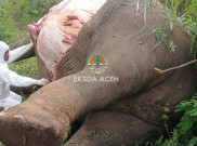 Dua Gajah Sumatera Mati Tersengat Listrik di Aceh