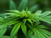 Manfaat Kesehatan dari Cannabinoid yang Mampu Melawan Penyakit Kronis