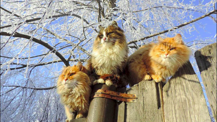 Unik! Peternakan ini Penuh dengan Kucing