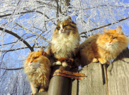Unik! Peternakan ini Penuh dengan Kucing