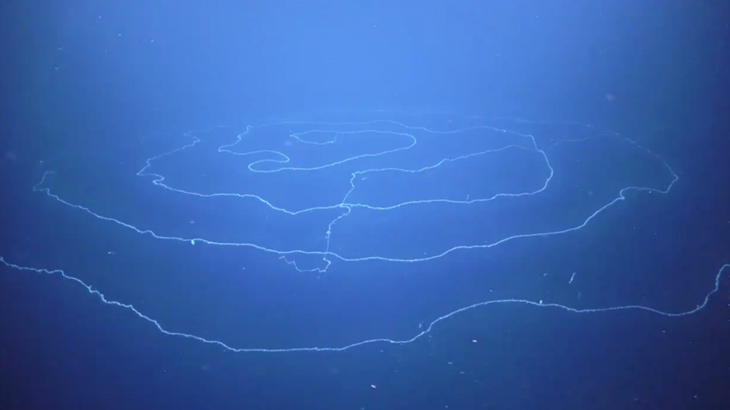 Siphonophore, Hewan Terpanjang di Dunia?