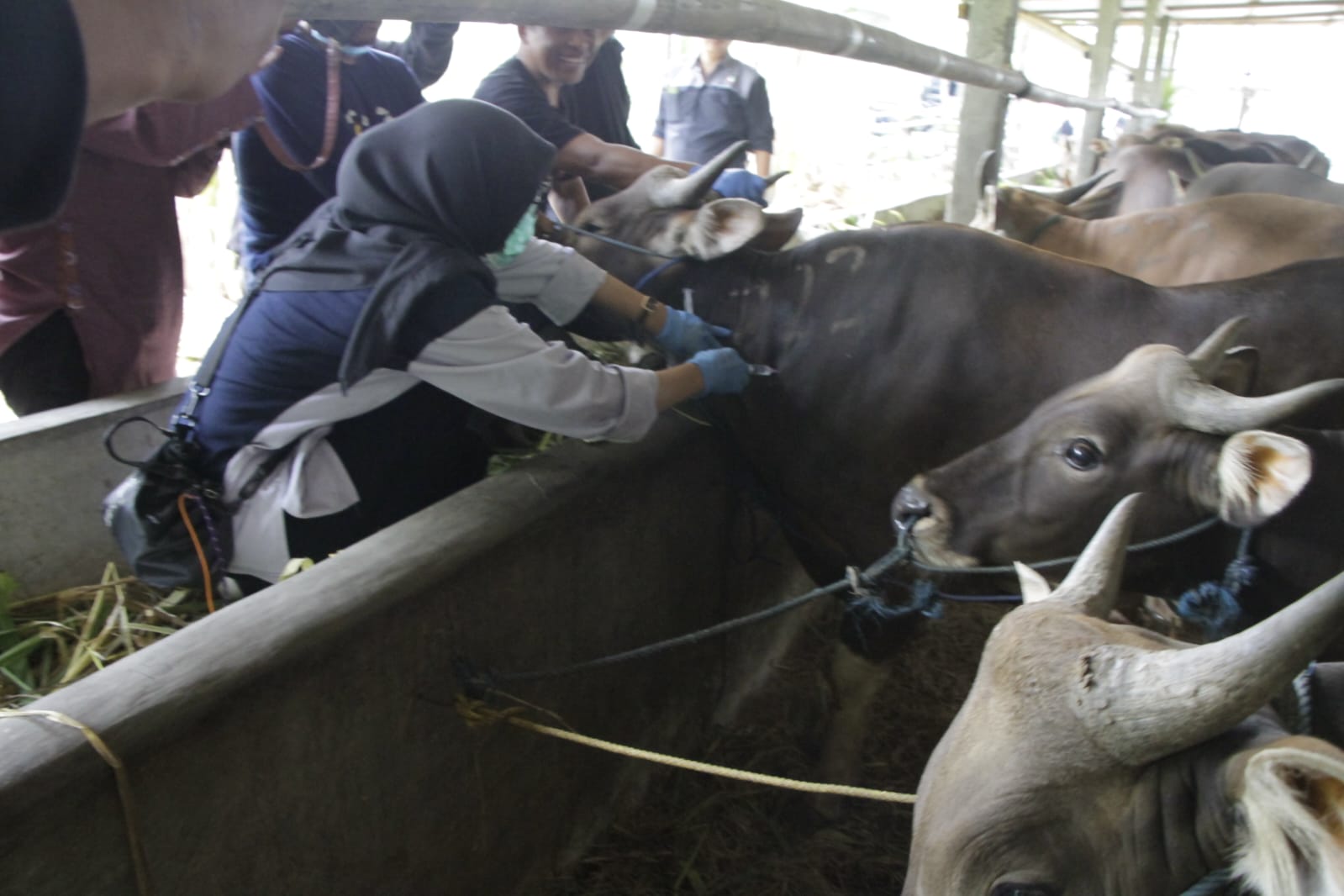 Sapi Kurban di Solo Bebas PMK, Tapi Banyak yang Pilek