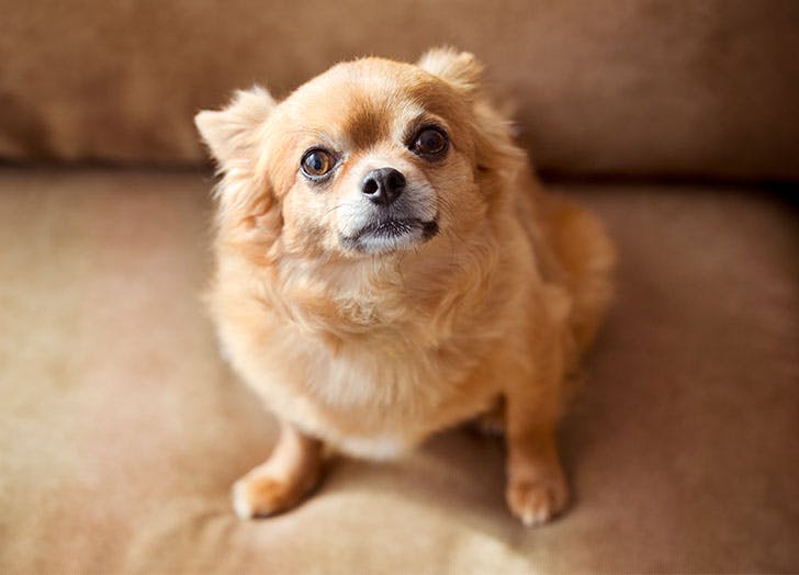 Chihuahua. (Foto Pure Wow)