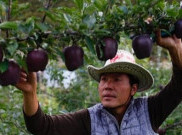 Apel Black Diamond Dijual Rp110 ribu per Buah