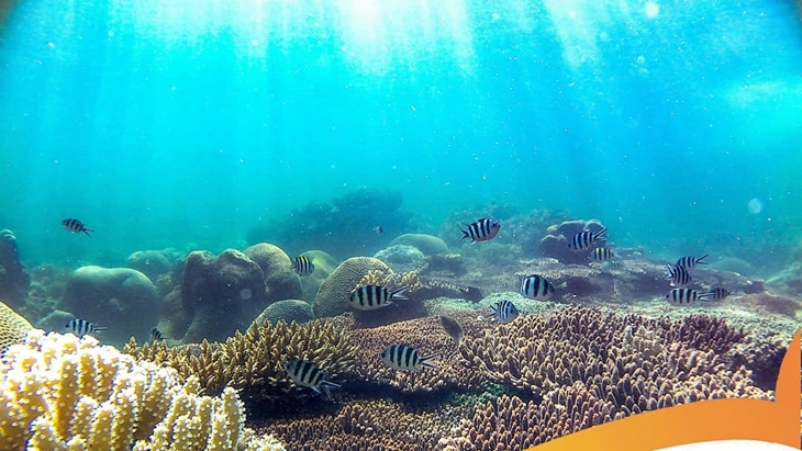 Pemandangan bawah laut Pulau Lemukutan. (Instagram/@pulau.lemukutan)