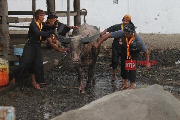 Kerbau Bule atau Kyai Slamet dimandikan para abdi dalem Keraton Solo (Foto: MP/Win)