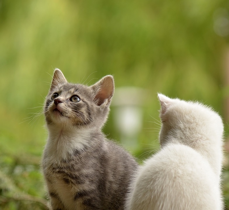 Kucing rumahan dari khatulistiwa lebih rentan terkena virus. (Foto: Pixabay/susannp4)