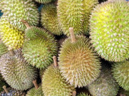 Durian Paling Unik dan Termahal Di Dunia, Sudah Tahu?