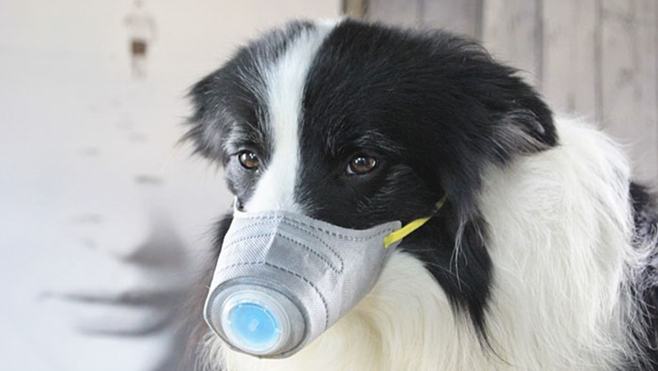 Cegah Penularan Virus Corona, Anjing Peliharaan di Tiongkok Pakai Masker