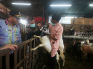 Sudin KPKP Jakarta Timur Gelar Pemeriksaan Hewan Kurban di Baba Farm Dodo Jelang Idul Adha 1446 H