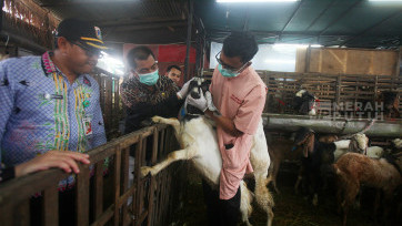 Sudin KPKP Jakarta Timur Gelar Pemeriksaan Hewan Kurban di Baba Farm Dodo Jelang Idul Adha 1446 H