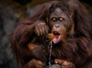 Foto Orangutan Menangkup Air Gunakan Daun Kering Jadi Pemenang IAPVC 2023