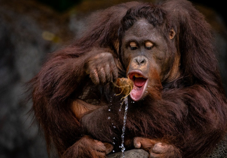 Foto Orangutan Menangkup Air Gunakan Daun Kering Jadi Pemenang IAPVC 2023